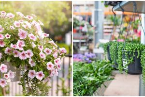 6 Manfaat tanaman hias gantung, tak hanya untuk dekorasi