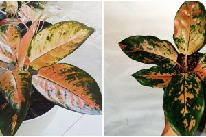 Cara merawat bunga aglaonema kochin tembaga, mudah dan simpel