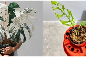 Daftar tanaman hias janda bolong termahal dan kelebihannya