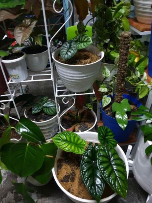 12 Potret rumah Idoy Melehoy 'Dunia Terbalik', alat musiknya komplet