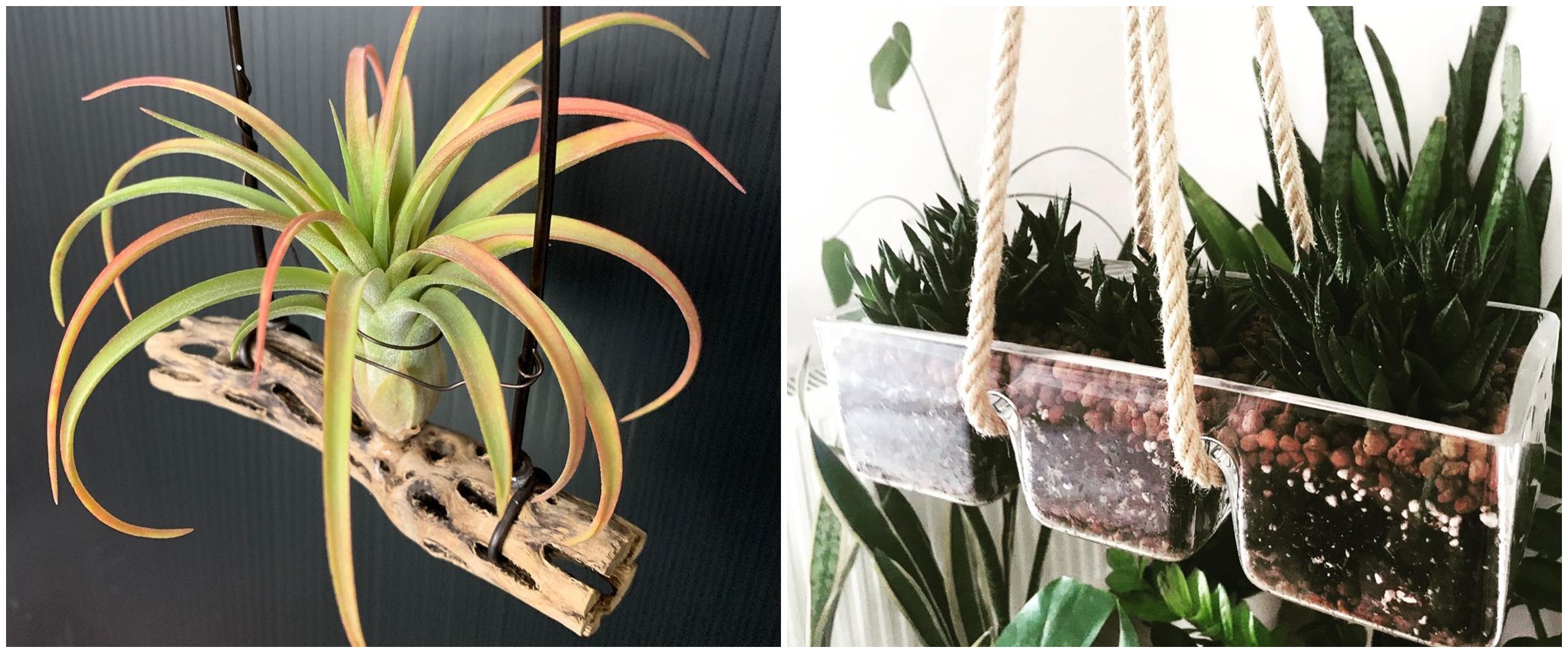 10 Tanaman hidroponik gantung, cocok buat indoor dan outdoor