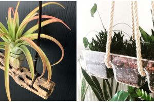 10 Tanaman hidroponik gantung, cocok buat indoor dan outdoor