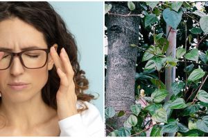 10 Tanaman obat untuk mata, makin sehat dan jernih