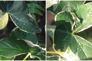 Sejarah keladi tikus varigata, nama latin dan kelebihannya