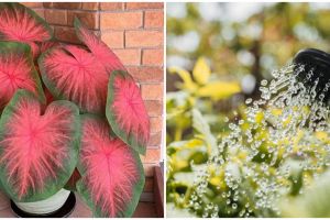 Cara merawat keladi merah pink thai beauty serta teknik penyiramannya