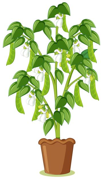 5 Penyebab dan cara mengatasi tanaman hidroponik kuning