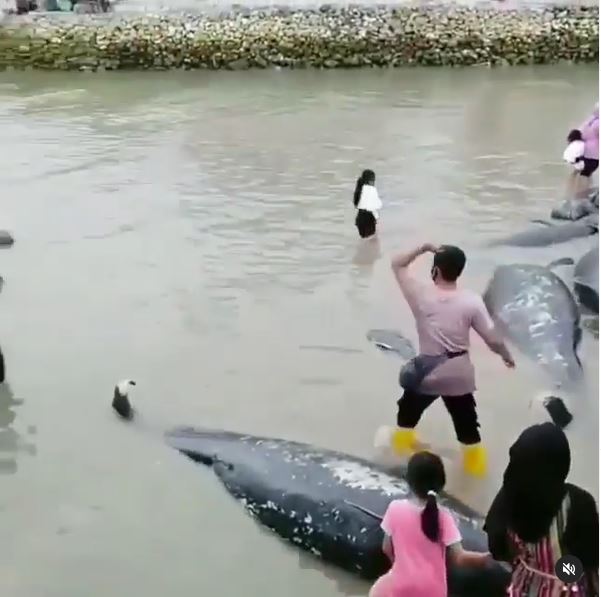 Viral video 52 ikan paus terdampar di laut Madura, fenomena langka