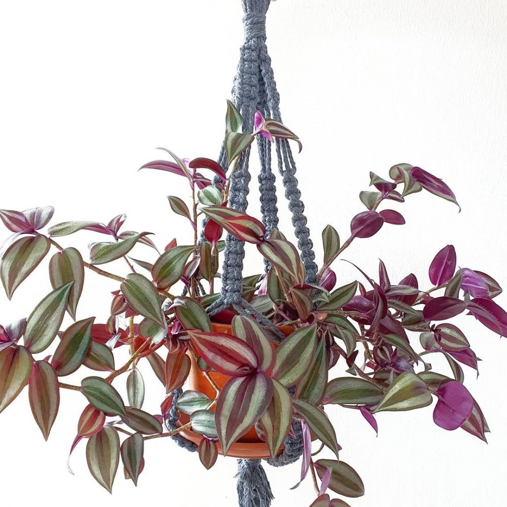 7 Tanaman hias daun merambat, cantik dan mudah ditanam