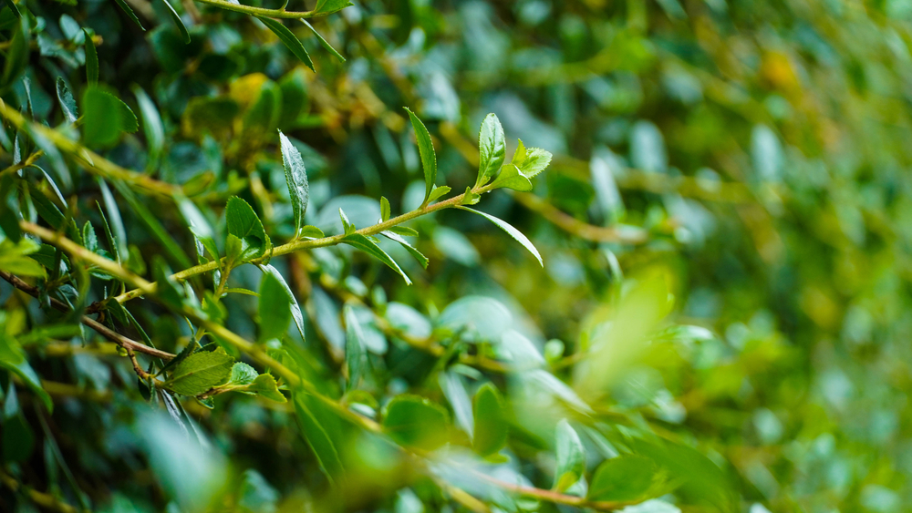 5 Cara mudah maksimalkan hasil video ala profesional modal smartphone