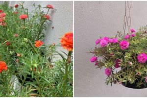 Cara menanam tanaman hias gantung krokot, tahan panas & mudah dirawat