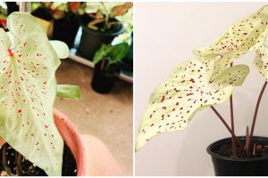 Cara merawat keladi bintik merah miss muffet, bikin daun tetap cantik