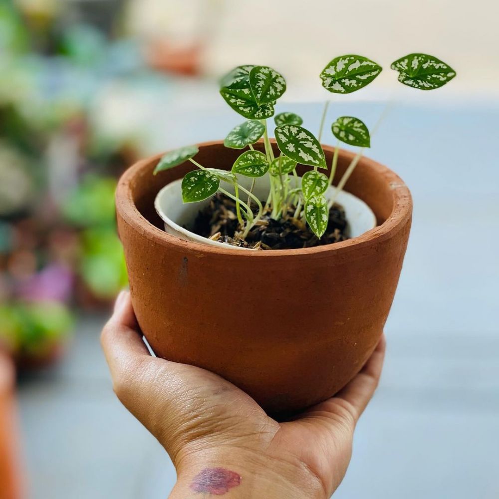 Cara merawat tanaman hias daun Instagram ; freepik © 2021 brilio.net