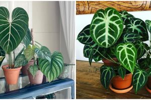 Cara merawat tanaman hias daun kuping gajah agar subur dan cantik