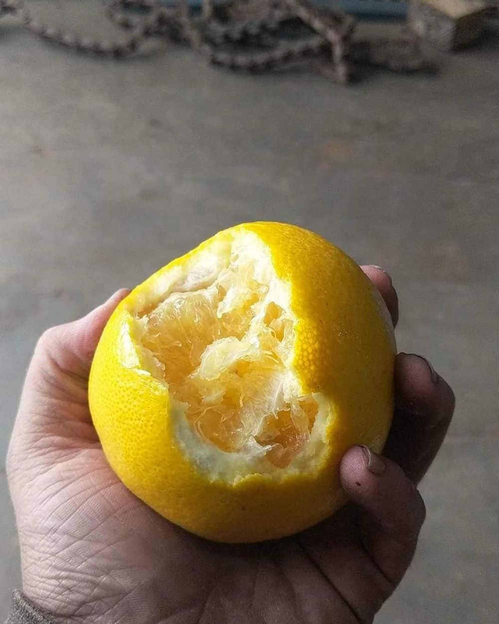 10 Cara tak biasa nikmati buah jeruk, digoreng bak kerupuk