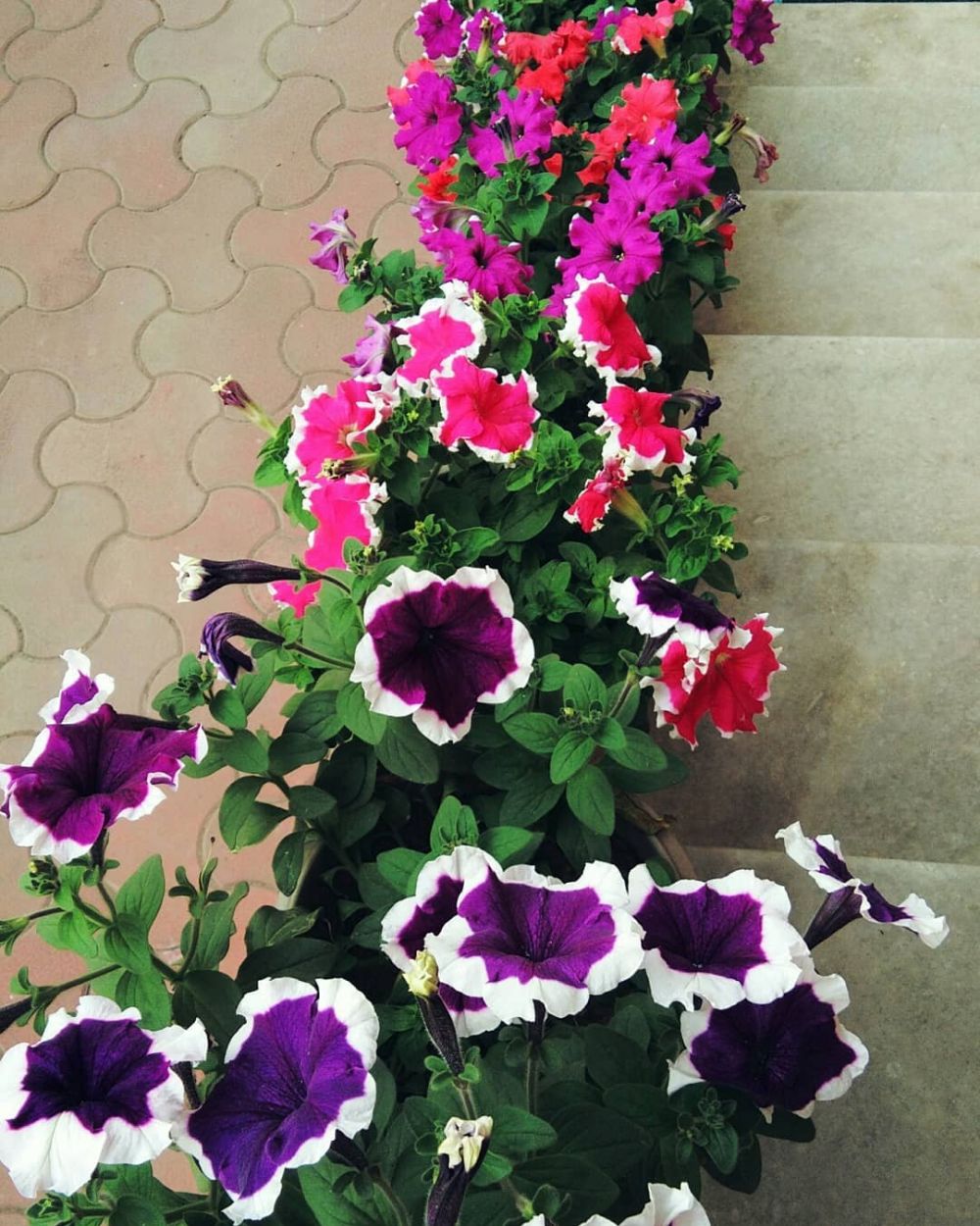 8 Tanaman hidroponik musim hujan, tahan air dan mudah dirawat