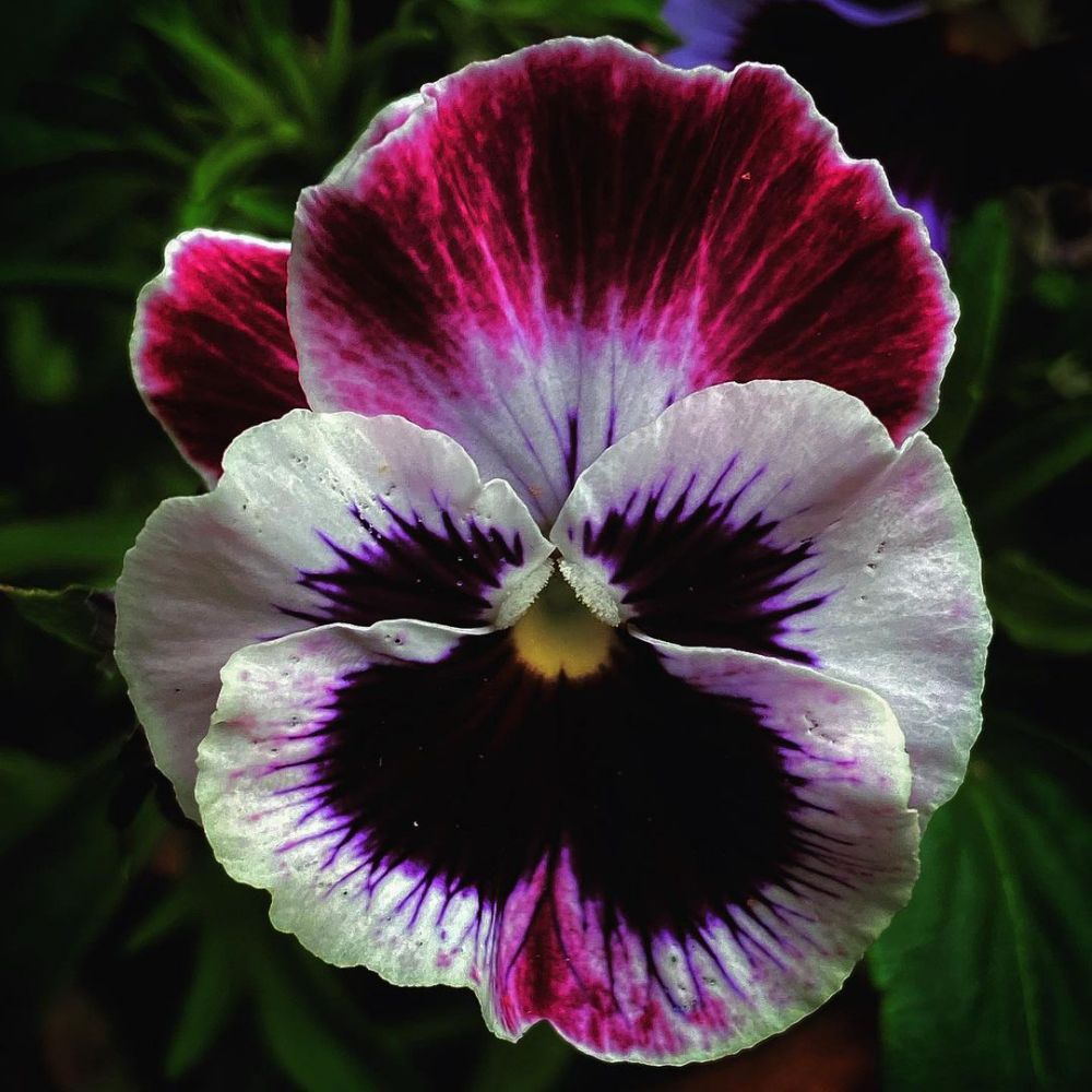 8 Tanaman hidroponik musim hujan, tahan air dan mudah dirawat