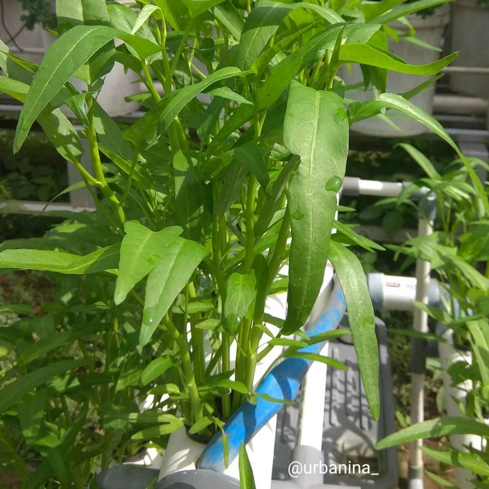 8 Tanaman hidroponik musim hujan, tahan air dan mudah dirawat