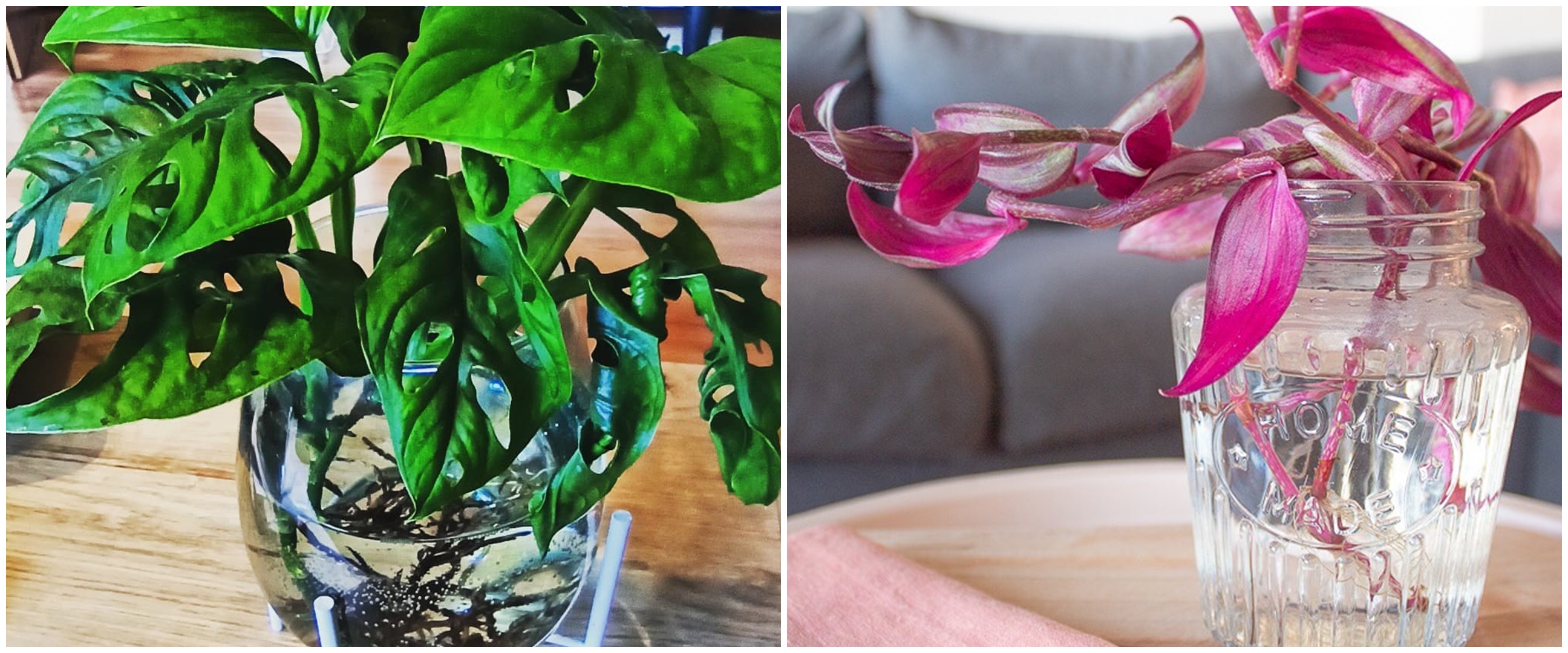 10 Tanaman rambat hidroponik, bikin rumah makin asri dan segar