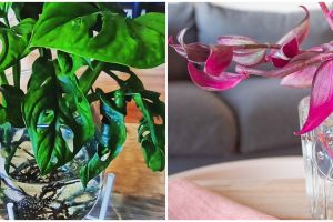 10 Tanaman rambat hidroponik, bikin rumah makin asri dan segar