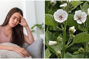 9 Tanaman obat dari akar dan khasiatnya untuk kesehatan