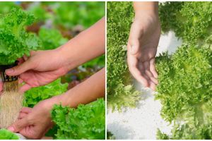 6 Alat penting untuk tanaman hidroponik bagi pemula