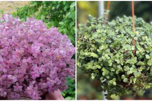 Cara merawat tanaman gantung kribo agar subur dan awet