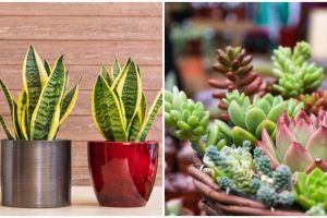 Termasuk lidah mertua, 5 tanaman hias ini mampu serap radiasi komputer