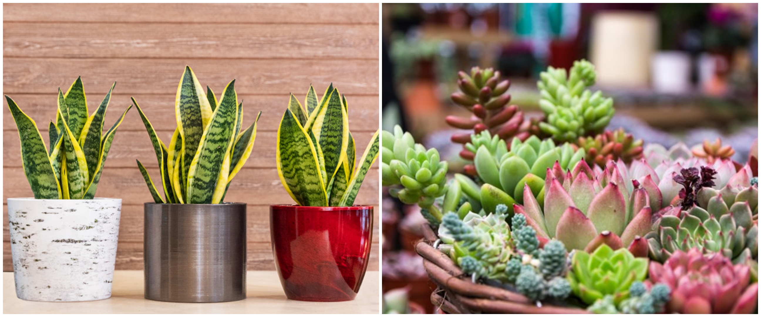 Termasuk lidah mertua, 5 tanaman hias ini mampu serap radiasi komputer