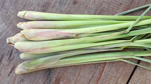 Lidah mertua dan 6 tanaman ini jadi penangkal ular, mudah dirawat