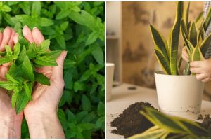 Lidah mertua dan 6 tanaman ini jadi penangkal ular, mudah dirawat