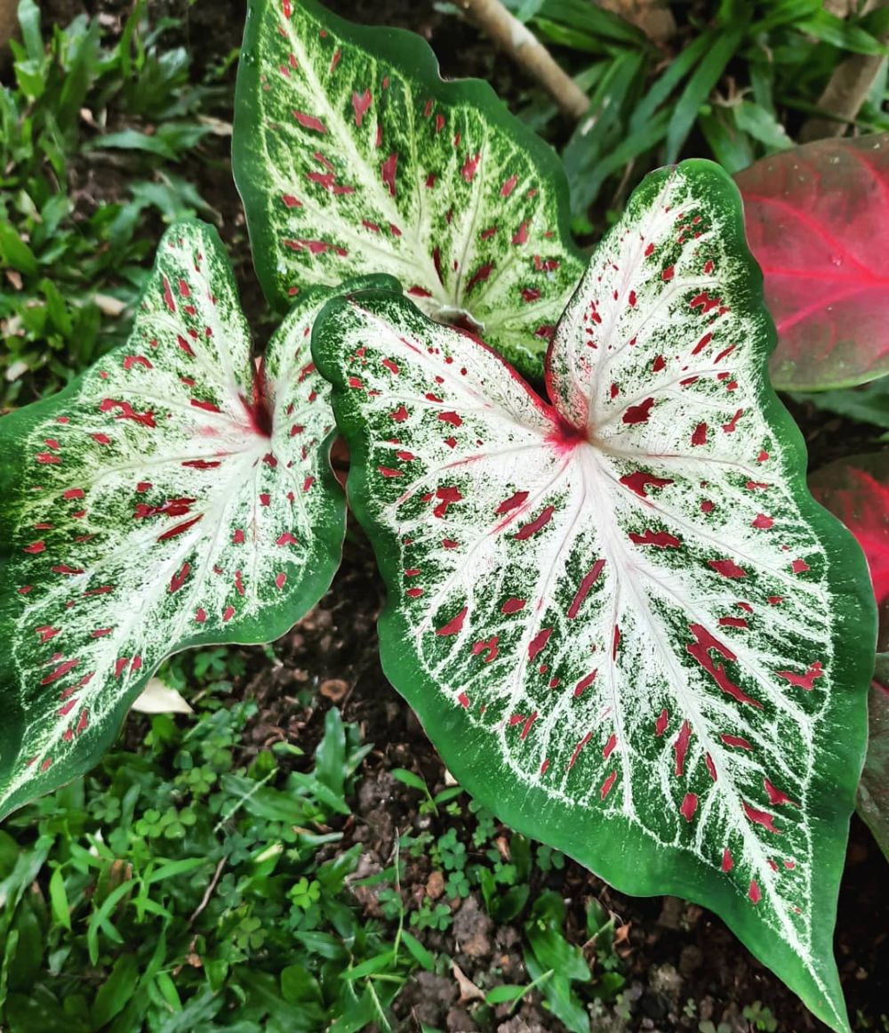 Cara merawat keladi merah dan hijau gingerland, bikin rumah sejuk
