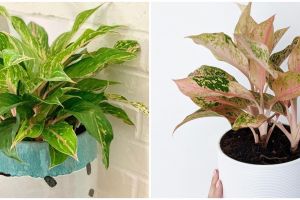 Mengenal filosofi bunga aglonema, bunga pembawa keberuntungan