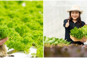 9 Kelebihan tanaman hidroponik yang wajib diketahui