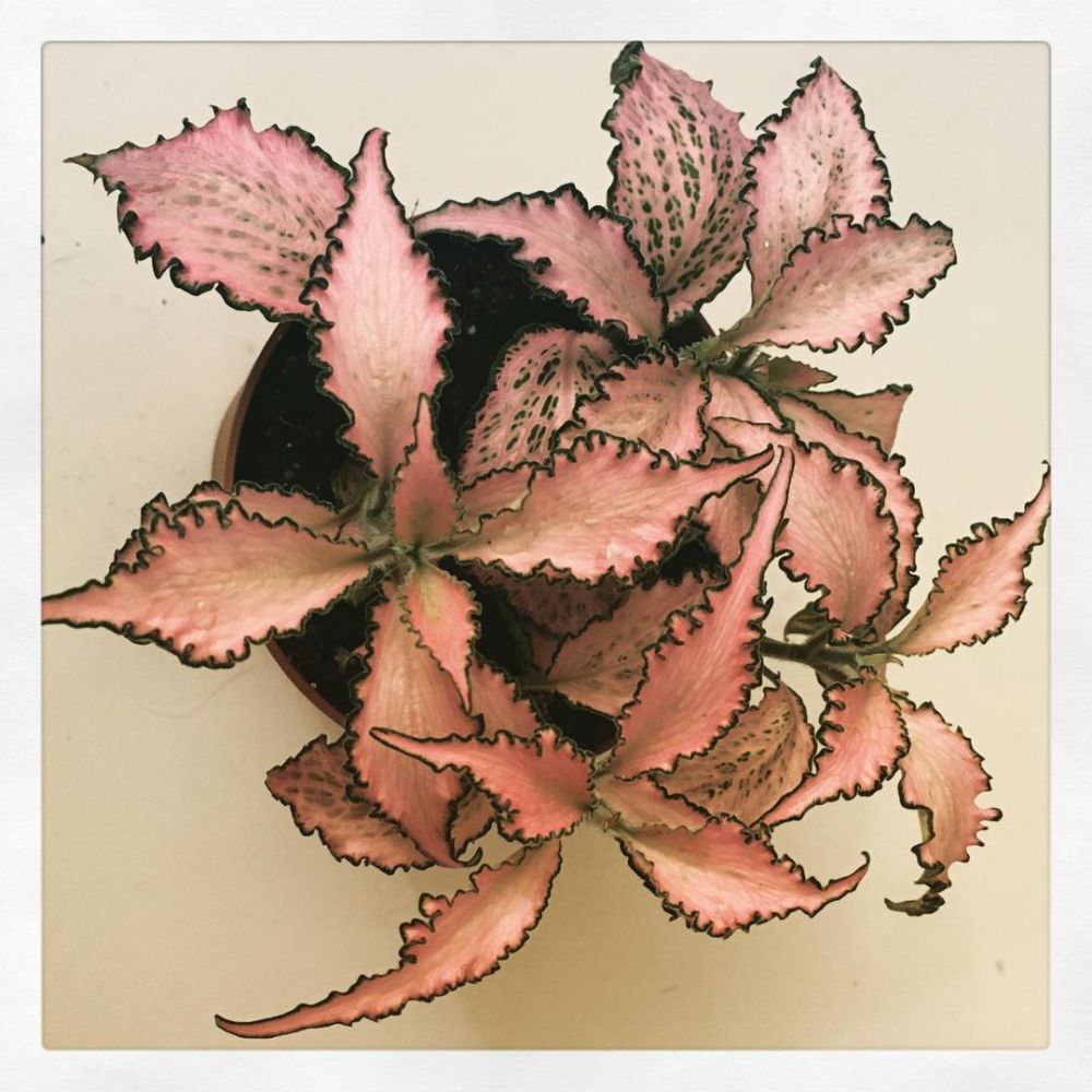 7 Jenis tanaman hias daun fittonia, unik dan eksotis