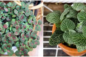 7 Jenis tanaman hias daun fittonia, unik dan eksotis