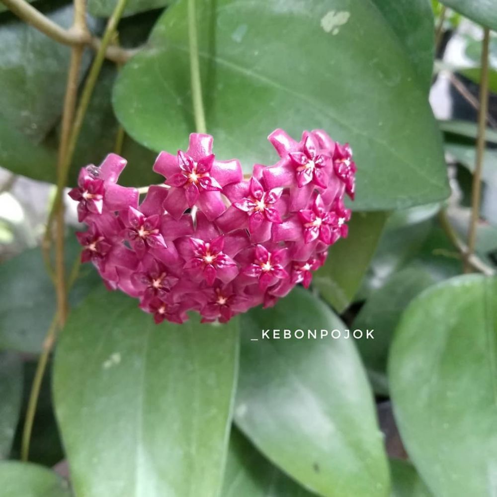 7 Macam tanaman hias gantung hoya, cantik dan segar