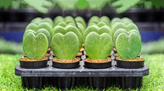 7 Macam tanaman hias gantung hoya, cantik dan segar