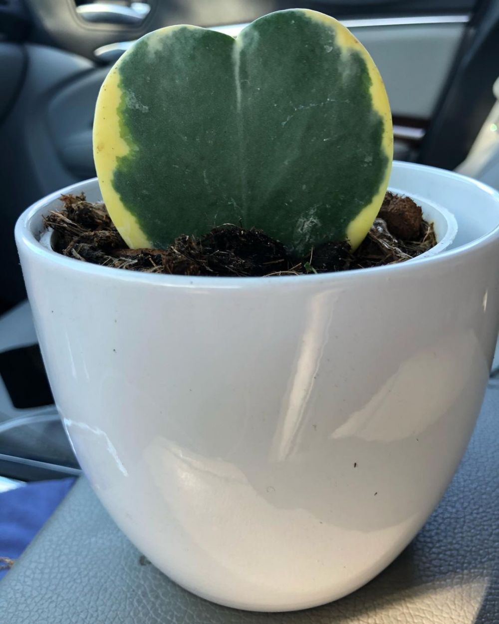 7 Macam tanaman hias gantung hoya, cantik dan segar