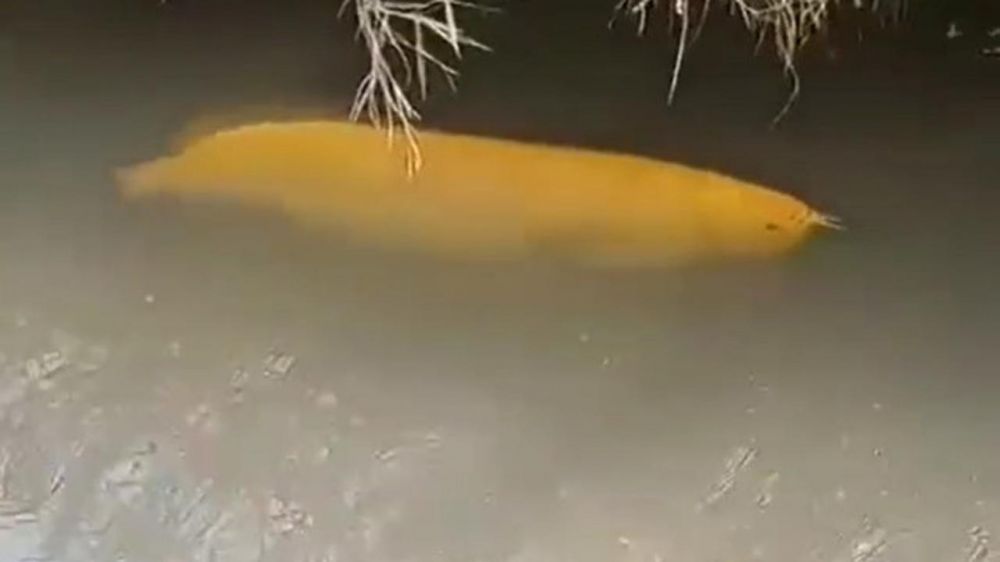Viral temuan ikan di parit, diduga Arwana Golden senilai Rp 20 juta