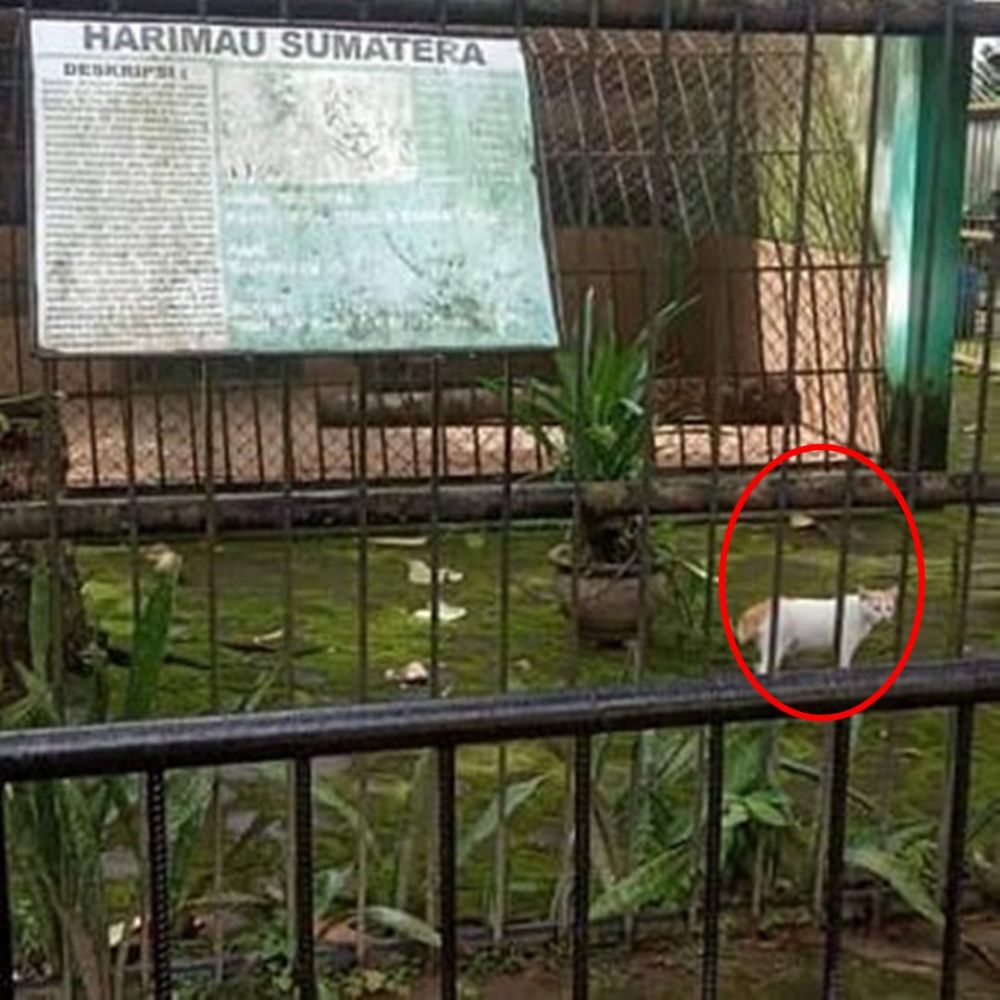 10 Penampakan nyeleneh di dalam kandang ini sukses bikin bingung