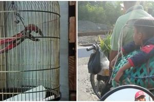 10 Penampakan nyeleneh di dalam kandang ini sukses bikin bingung