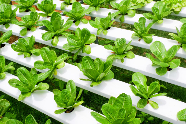 5 Manfaat air AC untuk tanaman hidroponik jadi lebih sehat