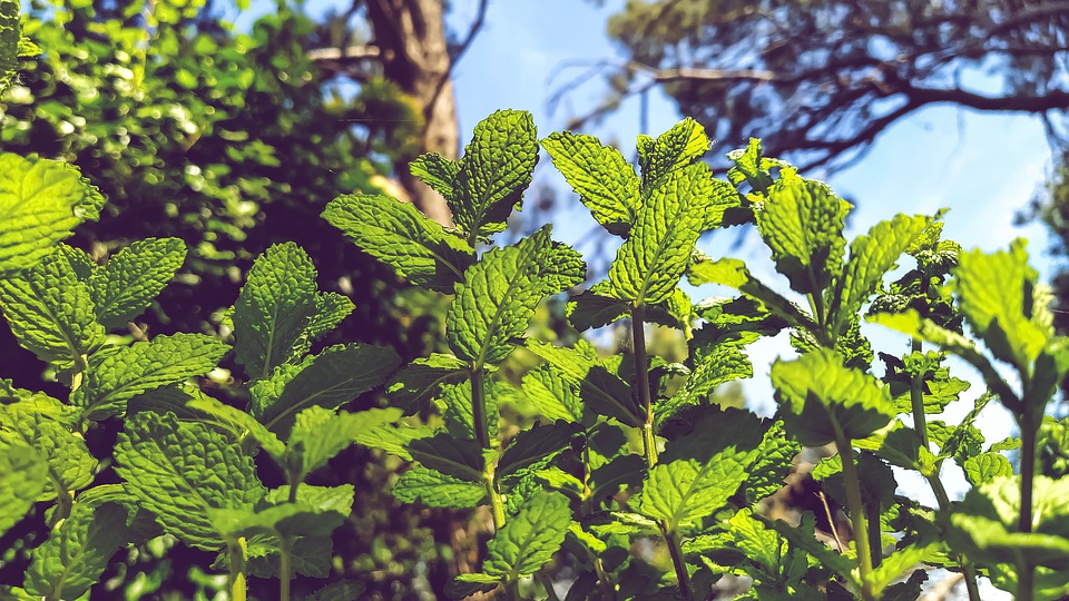 5 Cara menanam tanaman hias daun mint dari batang, mudah dan cepat