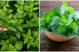 5 Cara menanam tanaman hias daun mint dari batang, mudah dan cepat
