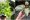 7 Jenis tanaman hias gantung variegata, cantik dan unik