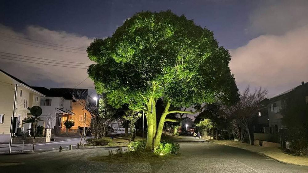 10 Potret pohon nggak biasa, bentuk absurdnya bikin cekikikan