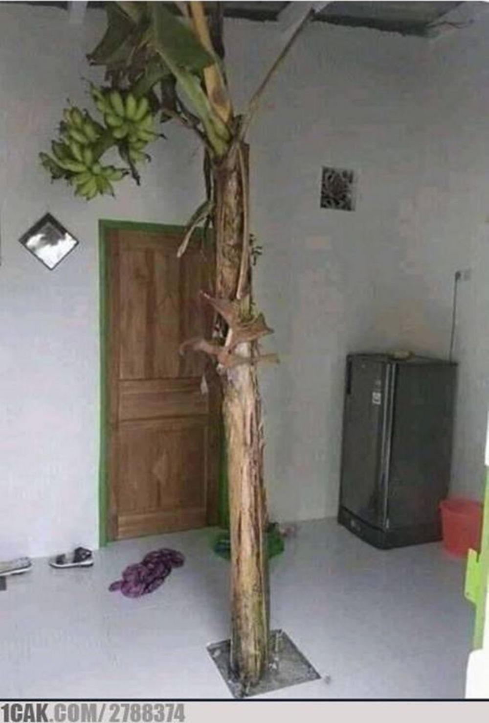 10 Potret pohon nggak biasa, bentuk absurdnya bikin cekikikan