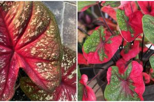 Ciri-ciri tanaman hias keladi merah dan cara merawatnya