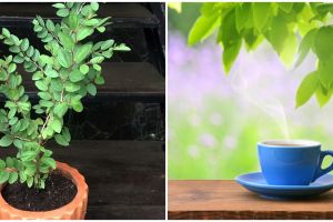 Cara membuat teh bidara, minuman herbal yang kaya manfaat