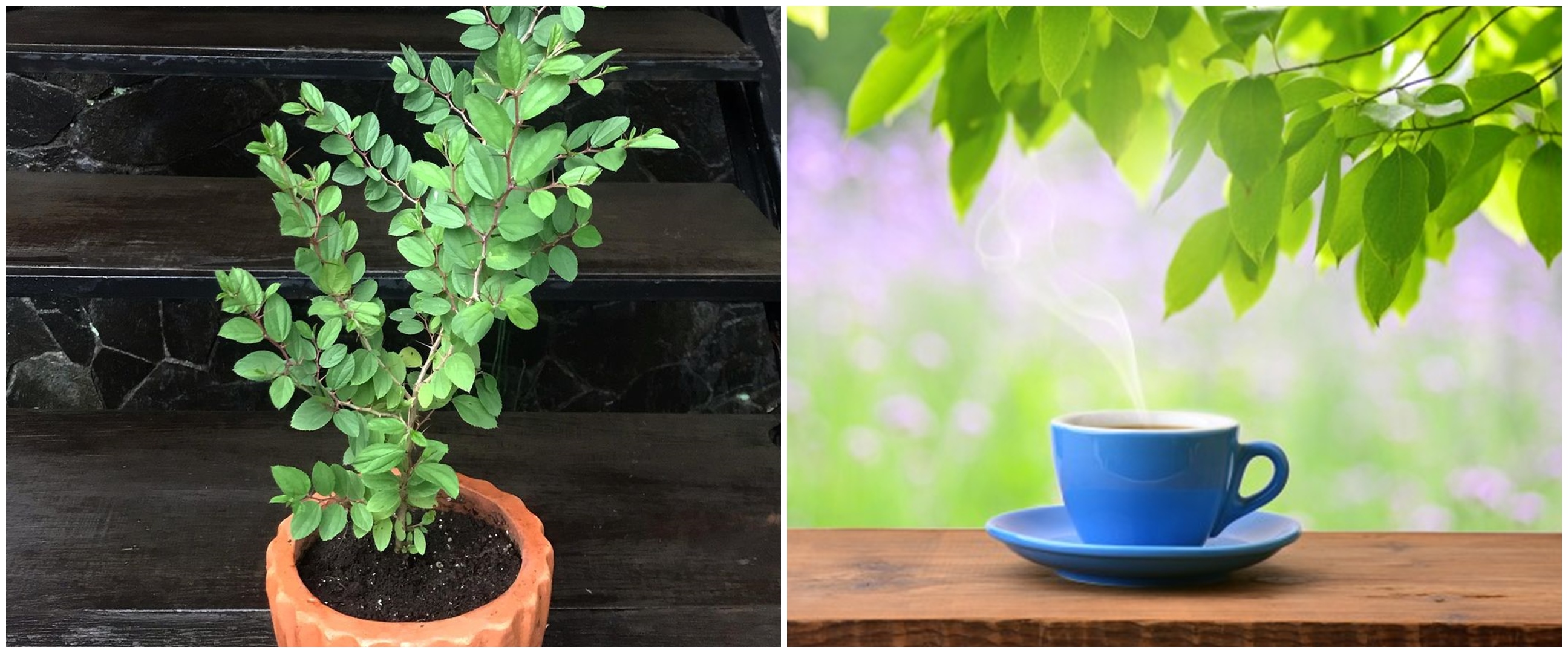 Cara membuat teh bidara, minuman herbal yang kaya manfaat